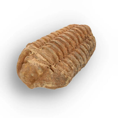 Get your Calymene Trilobite Fossil Morocco – Anti-Atlas Region Fossil online now or in store at Forever Gems in Franschhoek, South Africa