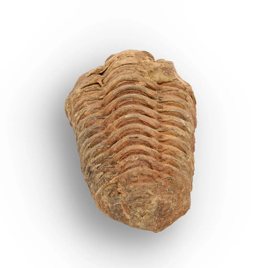 Get your Calymene Trilobite Fossil Morocco – Anti-Atlas Region Fossil online now or in store at Forever Gems in Franschhoek, South Africa