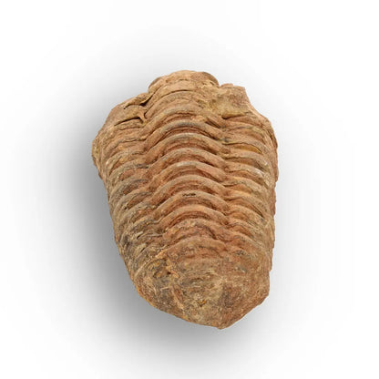 Get your Calymene Trilobite Fossil Morocco – Anti-Atlas Region Fossil online now or in store at Forever Gems in Franschhoek, South Africa