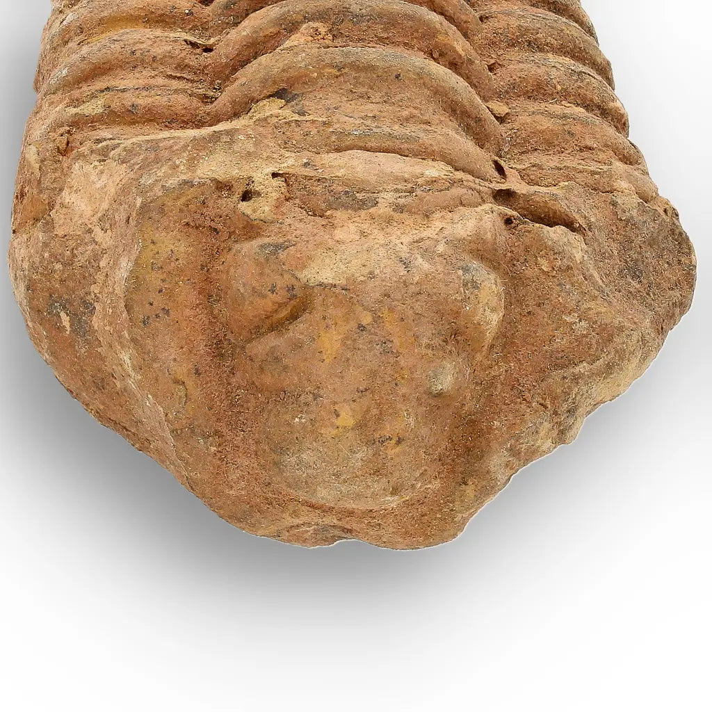 Get your Calymene Trilobite Fossil Morocco – Anti-Atlas Region Fossil online now or in store at Forever Gems in Franschhoek, South Africa