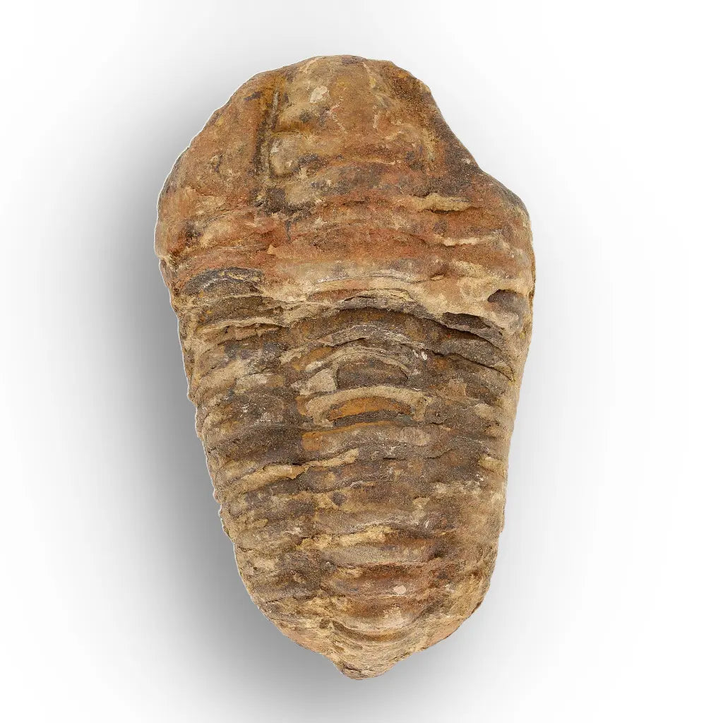 Get your Calymene Trilobite Fossil – Authentic Silurian from Morocco online now or in store at Forever Gems in Franschhoek, South Africa