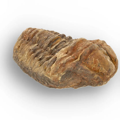 Get your Calymene Trilobite Fossil – Authentic Silurian from Morocco online now or in store at Forever Gems in Franschhoek, South Africa