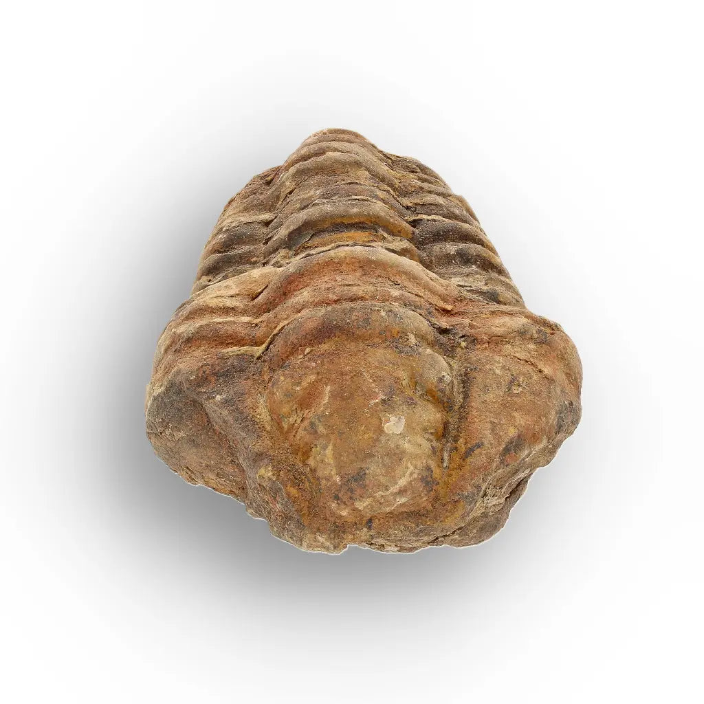 Get your Calymene Trilobite Fossil – Authentic Silurian from Morocco online now or in store at Forever Gems in Franschhoek, South Africa