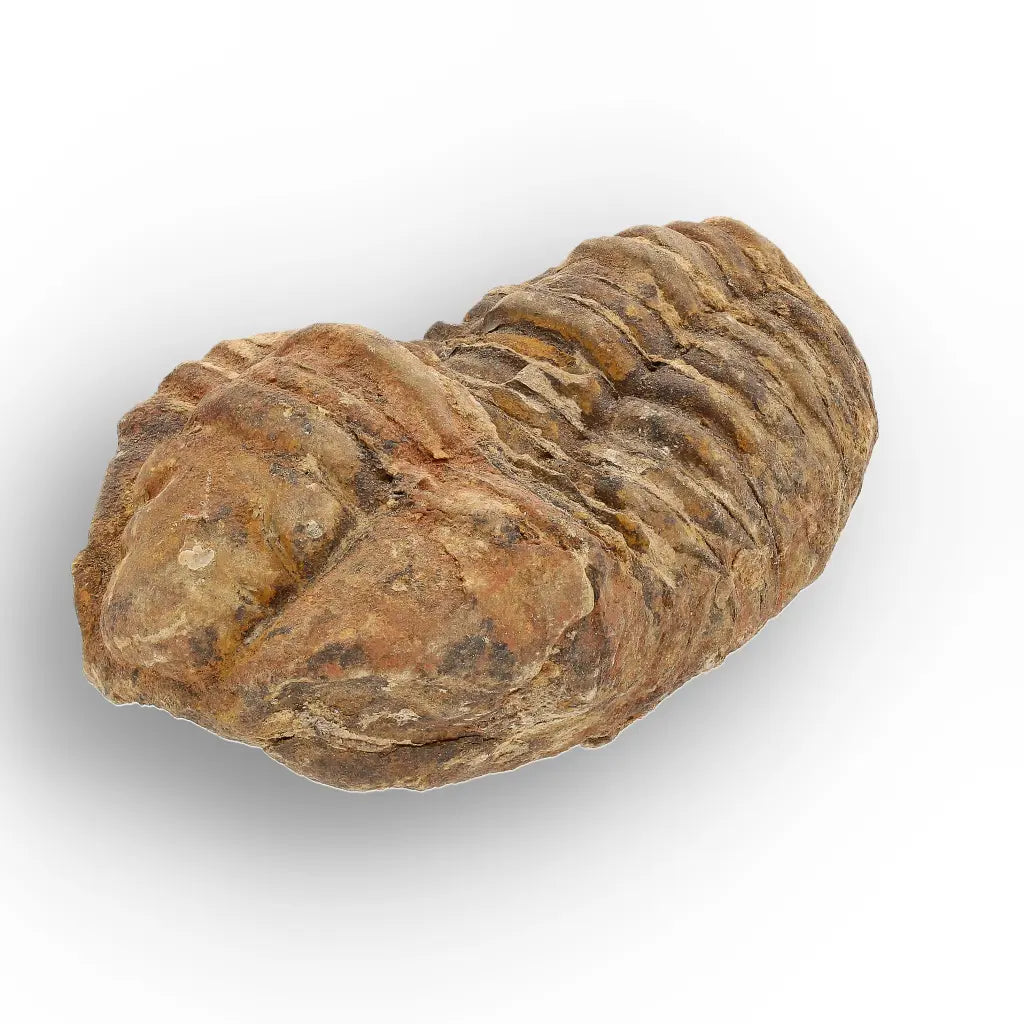 Get your Calymene Trilobite Fossil – Authentic Silurian from Morocco online now or in store at Forever Gems in Franschhoek, South Africa