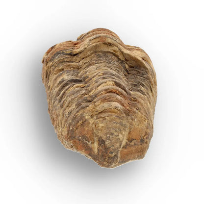 Get your Calymene Trilobite Fossil – Authentic Silurian from Morocco online now or in store at Forever Gems in Franschhoek, South Africa