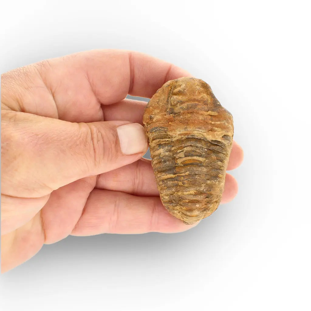 Get your Calymene Trilobite Fossil – Authentic Silurian from Morocco online now or in store at Forever Gems in Franschhoek, South Africa