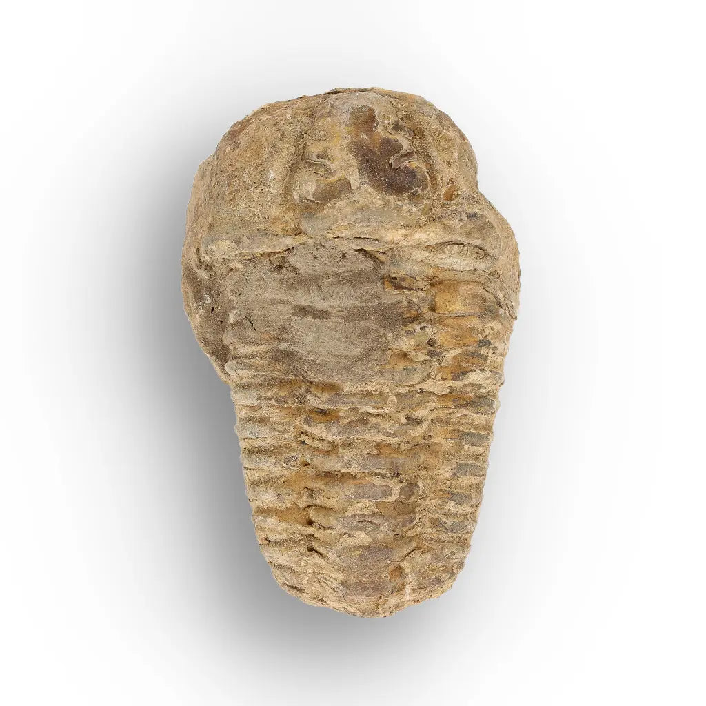 Get your Calymene Trilobite Fossil – Discover Echoes of Earth’s Past online now or in store at Forever Gems in Franschhoek, South Africa
