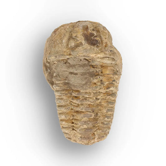 Get your Calymene Trilobite Fossil – Discover Echoes of Earth’s Past online now or in store at Forever Gems in Franschhoek, South Africa
