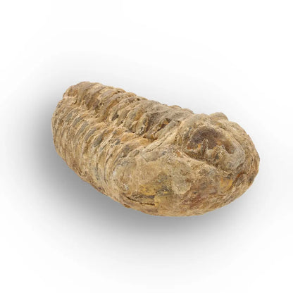 Get your Calymene Trilobite Fossil – Discover Echoes of Earth’s Past online now or in store at Forever Gems in Franschhoek, South Africa