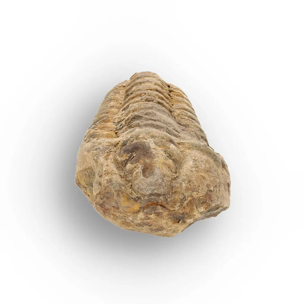 Get your Calymene Trilobite Fossil – Discover Echoes of Earth’s Past online now or in store at Forever Gems in Franschhoek, South Africa