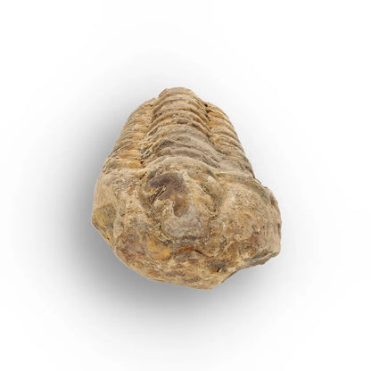 Get your Calymene Trilobite Fossil – Discover Echoes of Earth’s Past online now or in store at Forever Gems in Franschhoek, South Africa