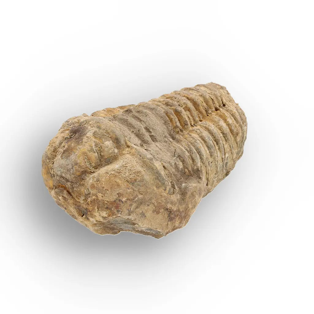 Get your Calymene Trilobite Fossil – Discover Echoes of Earth’s Past online now or in store at Forever Gems in Franschhoek, South Africa