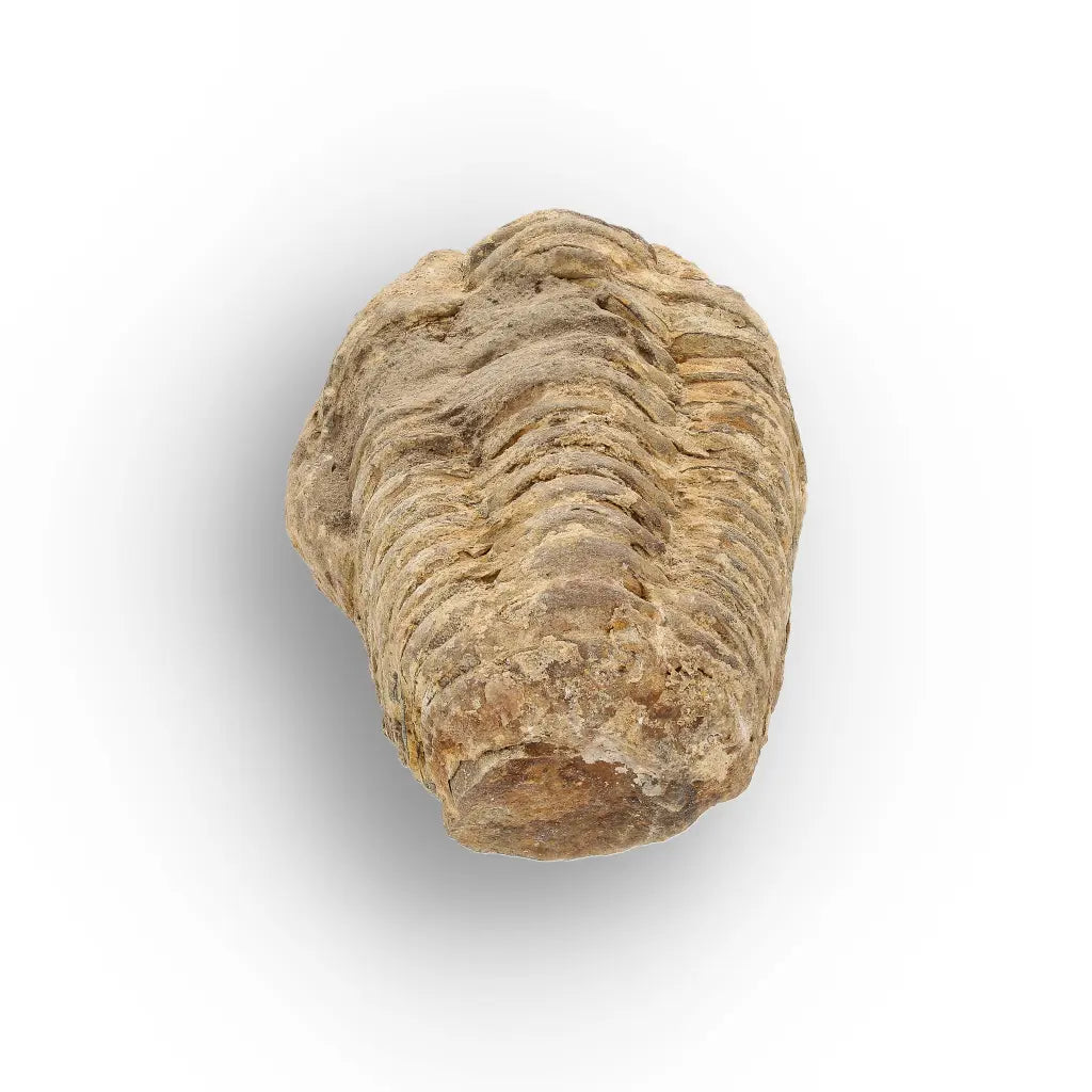 Get your Calymene Trilobite Fossil – Discover Echoes of Earth’s Past online now or in store at Forever Gems in Franschhoek, South Africa