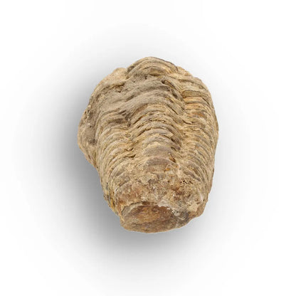 Get your Calymene Trilobite Fossil – Discover Echoes of Earth’s Past online now or in store at Forever Gems in Franschhoek, South Africa