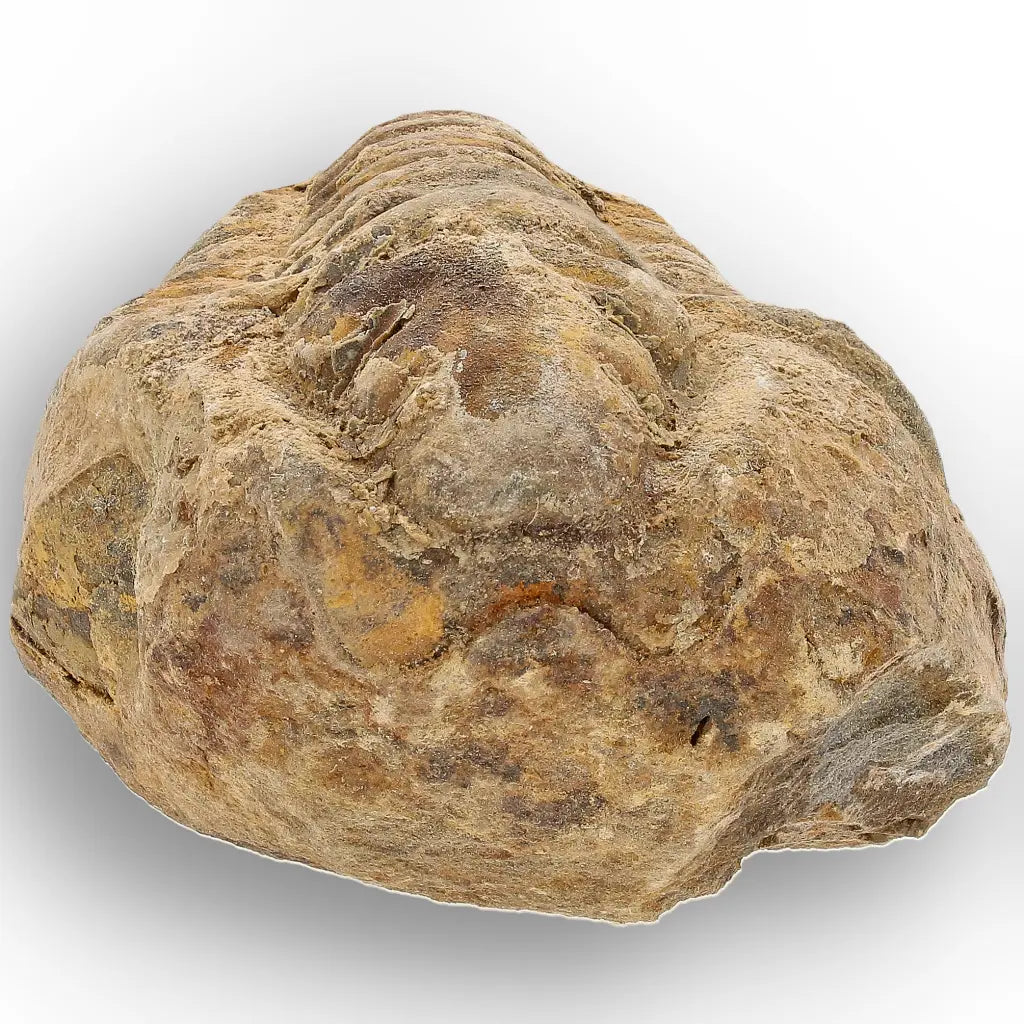Get your Calymene Trilobite Fossil – Discover Echoes of Earth’s Past online now or in store at Forever Gems in Franschhoek, South Africa