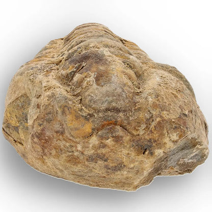 Get your Calymene Trilobite Fossil – Discover Echoes of Earth’s Past online now or in store at Forever Gems in Franschhoek, South Africa