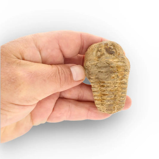 Get your Calymene Trilobite Fossil – Discover Echoes of Earth’s Past online now or in store at Forever Gems in Franschhoek, South Africa