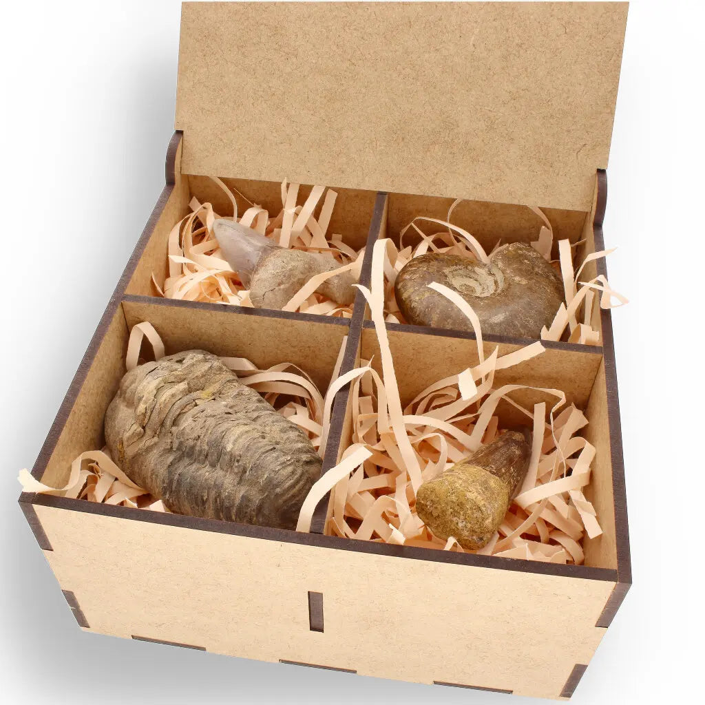 Get your Fossil Hunter’s Treasure Box – Real Shark Tooth, Ammonite & More! online now or in store at Forever Gems in Franschhoek, South Africa