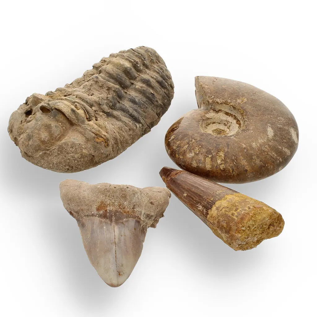 Get your Fossil Hunter’s Treasure Box – Real Shark Tooth, Ammonite & More! online now or in store at Forever Gems in Franschhoek, South Africa