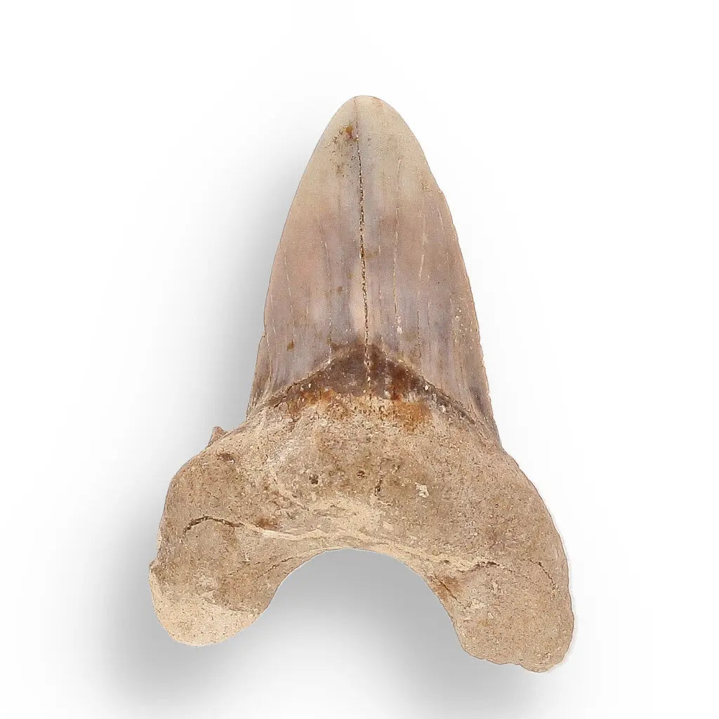 Get your Fossil Hunter’s Treasure Box – Real Shark Tooth, Ammonite & More! online now or in store at Forever Gems in Franschhoek, South Africa