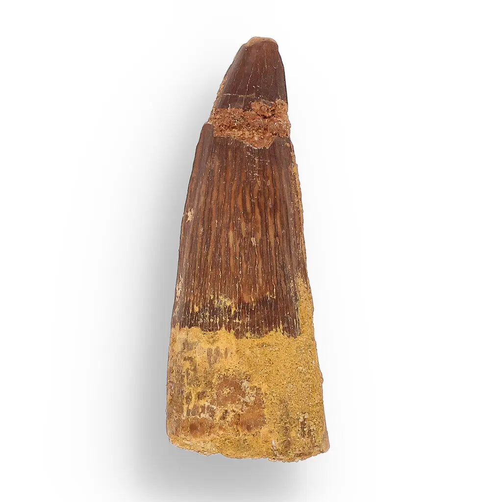 Get your Fossil Hunter’s Treasure Box – Real Shark Tooth, Ammonite & More! online now or in store at Forever Gems in Franschhoek, South Africa