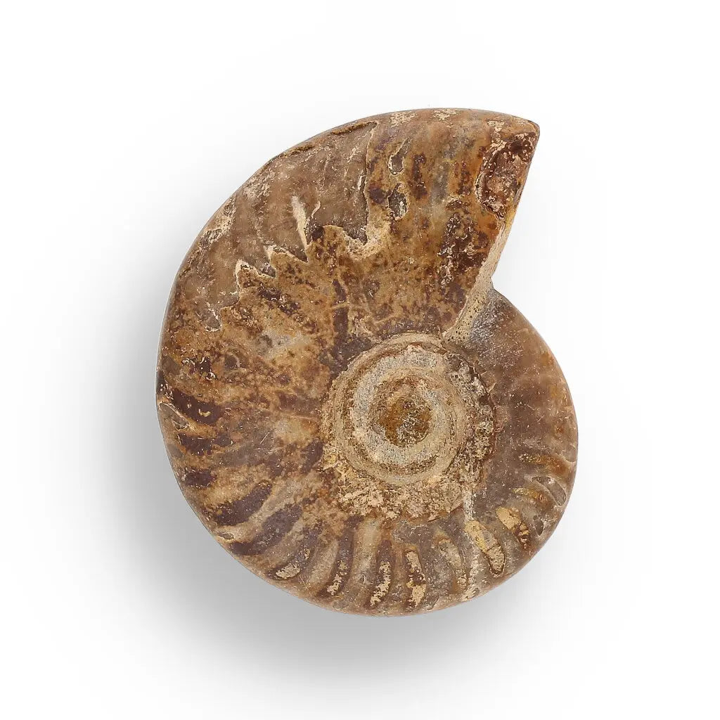 Get your Fossil Hunter’s Treasure Box – Real Shark Tooth, Ammonite & More! online now or in store at Forever Gems in Franschhoek, South Africa