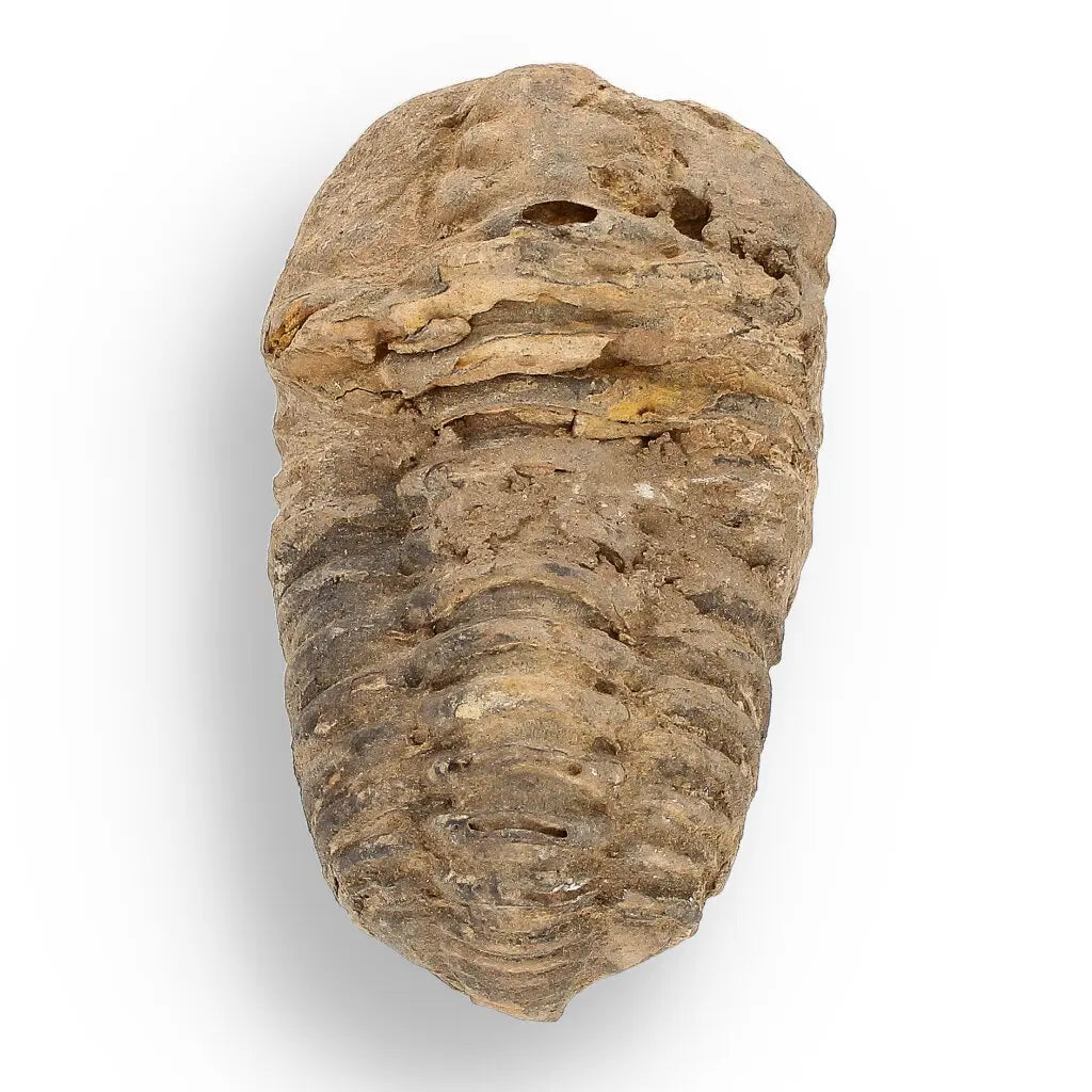 Get your Fossil Hunter’s Treasure Box – Real Shark Tooth, Ammonite & More! online now or in store at Forever Gems in Franschhoek, South Africa