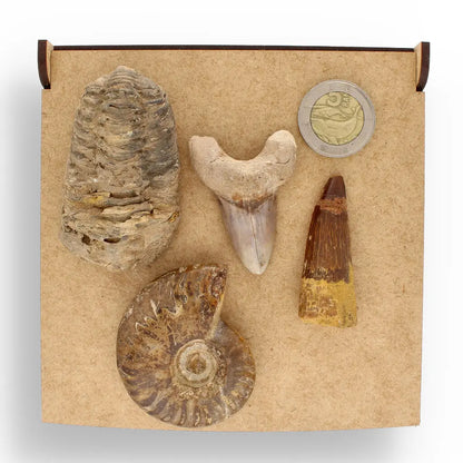 Get your Fossil Hunter’s Treasure Box – Real Shark Tooth, Ammonite & More! online now or in store at Forever Gems in Franschhoek, South Africa