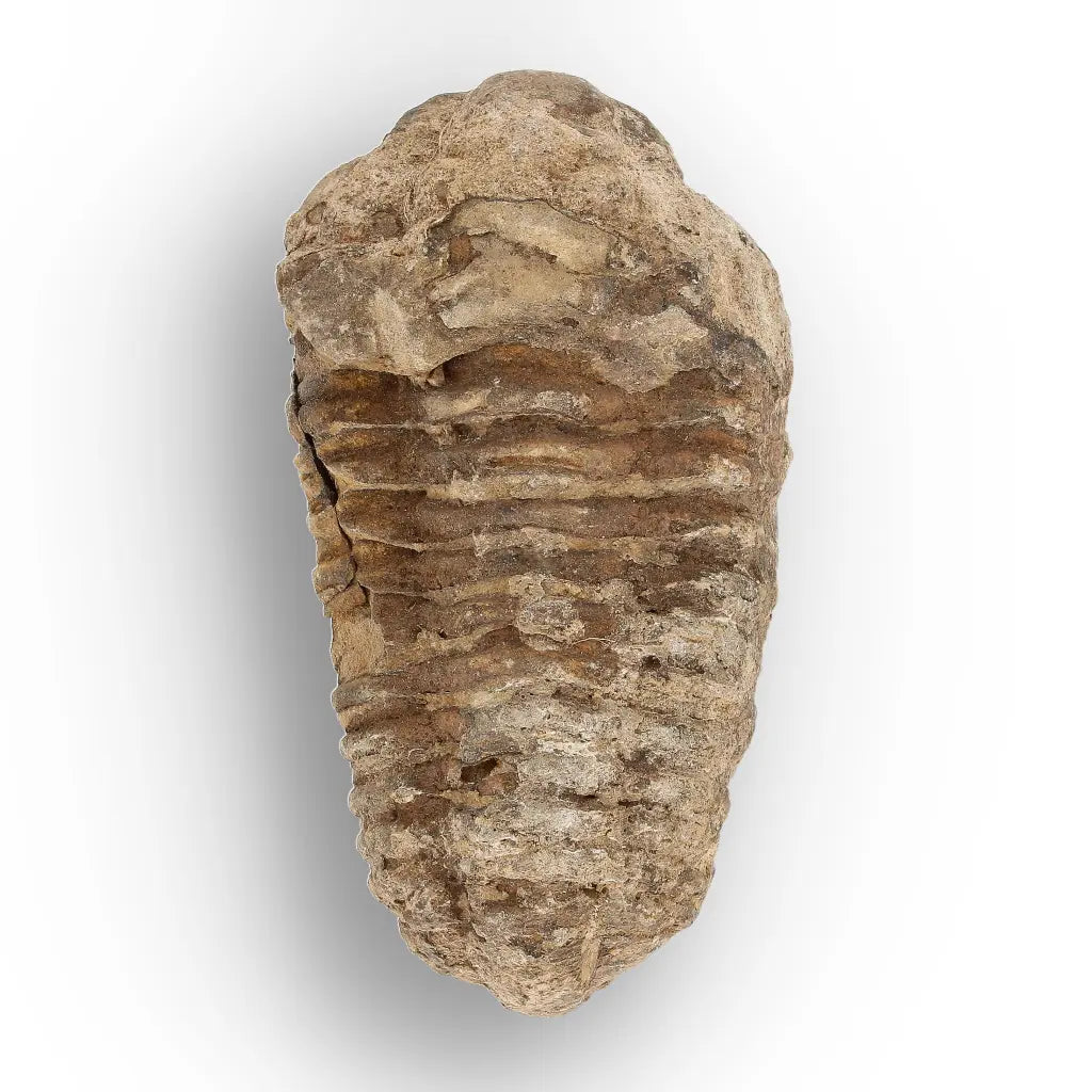 Get your Calymene (Colpocoryphe) Trilobite Fossils – Timeless Cambrian Treasures online now or in store at Forever Gems in Franschhoek, South Africa