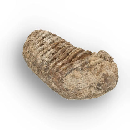 Get your Calymene (Colpocoryphe) Trilobite Fossils – Timeless Cambrian Treasures online now or in store at Forever Gems in Franschhoek, South Africa