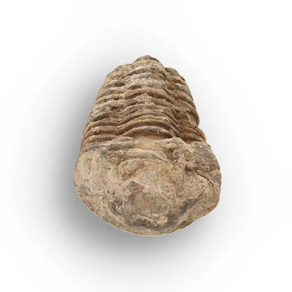 Get your Calymene (Colpocoryphe) Trilobite Fossils – Timeless Cambrian Treasures online now or in store at Forever Gems in Franschhoek, South Africa
