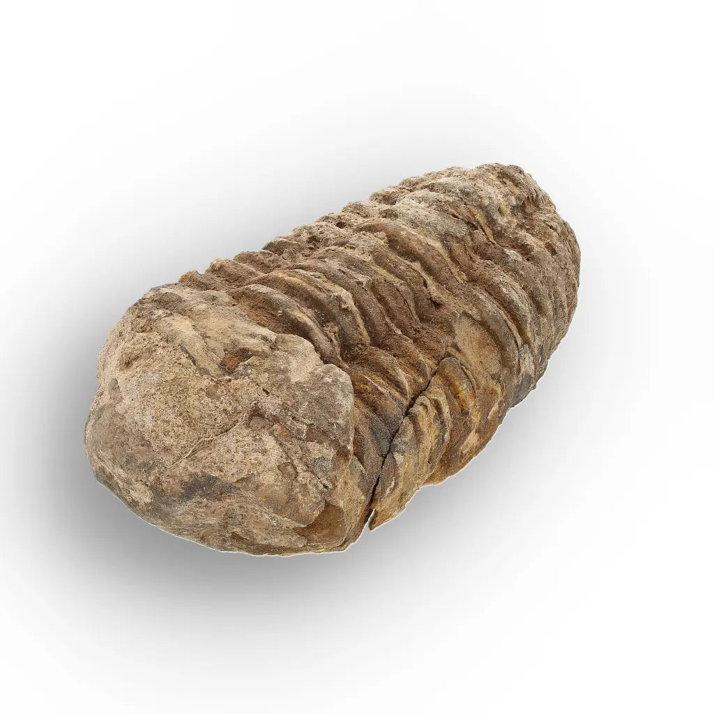 Get your Calymene (Colpocoryphe) Trilobite Fossils – Timeless Cambrian Treasures online now or in store at Forever Gems in Franschhoek, South Africa