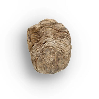 Get your Calymene (Colpocoryphe) Trilobite Fossils – Timeless Cambrian Treasures online now or in store at Forever Gems in Franschhoek, South Africa