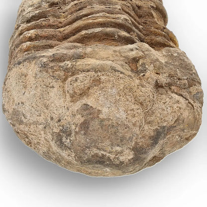 Get your Calymene (Colpocoryphe) Trilobite Fossils – Timeless Cambrian Treasures online now or in store at Forever Gems in Franschhoek, South Africa