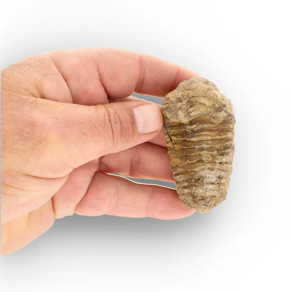 Get your Calymene (Colpocoryphe) Trilobite Fossils – Timeless Cambrian Treasures online now or in store at Forever Gems in Franschhoek, South Africa