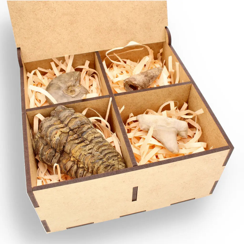 Get your Fossil Hunter’s Treasure Box – Real Shark Tooth, Ammonite & More! online now or in store at Forever Gems in Franschhoek, South Africa