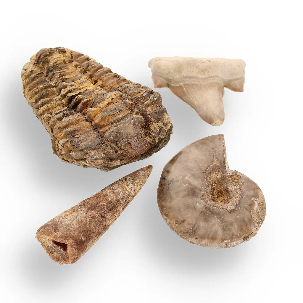 Get your Fossil Hunter’s Treasure Box – Real Shark Tooth, Ammonite & More! online now or in store at Forever Gems in Franschhoek, South Africa