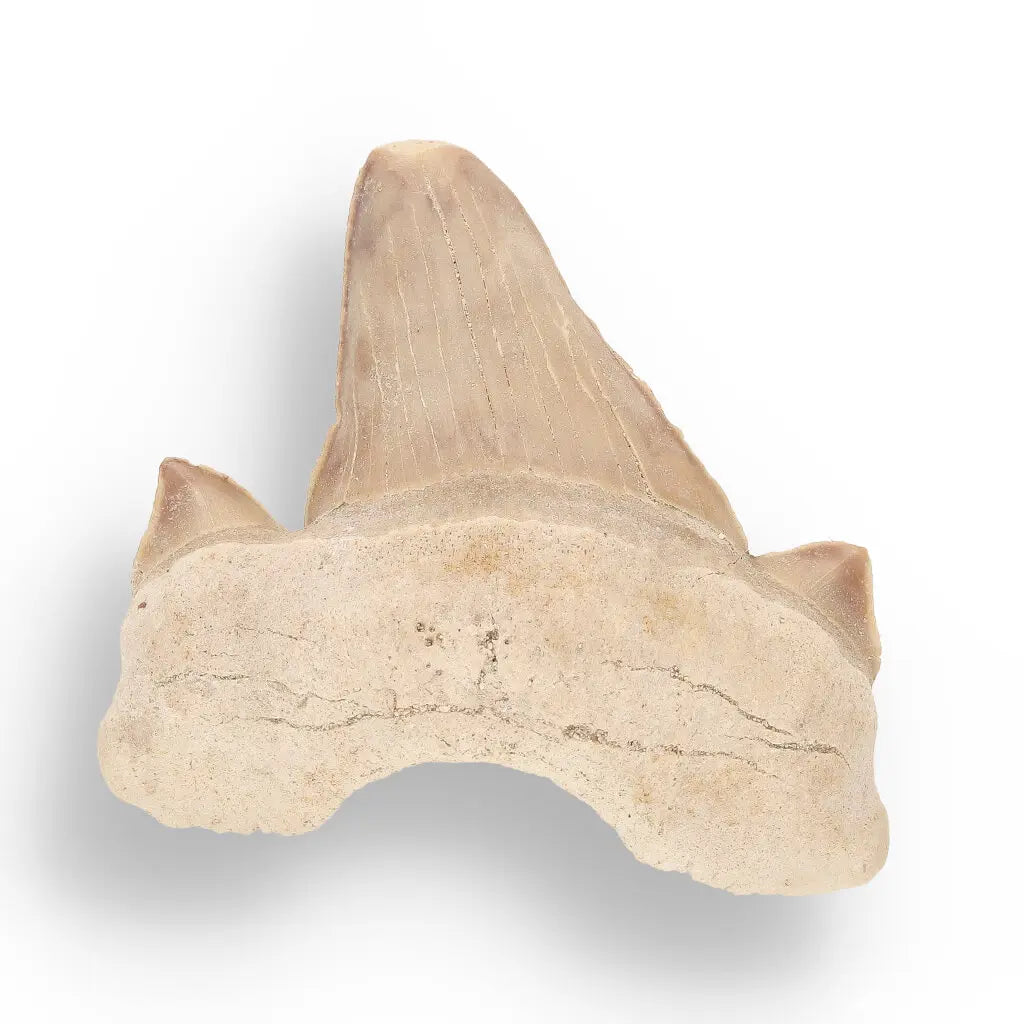 Get your Fossil Hunter’s Treasure Box – Real Shark Tooth, Ammonite & More! online now or in store at Forever Gems in Franschhoek, South Africa