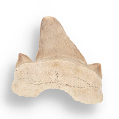 Get your Fossil Hunter’s Treasure Box – Real Shark Tooth, Ammonite & More! online now or in store at Forever Gems in Franschhoek, South Africa