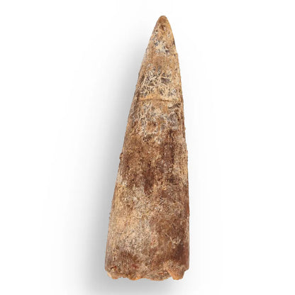 Get your Fossil Hunter’s Treasure Box – Real Shark Tooth, Ammonite & More! online now or in store at Forever Gems in Franschhoek, South Africa