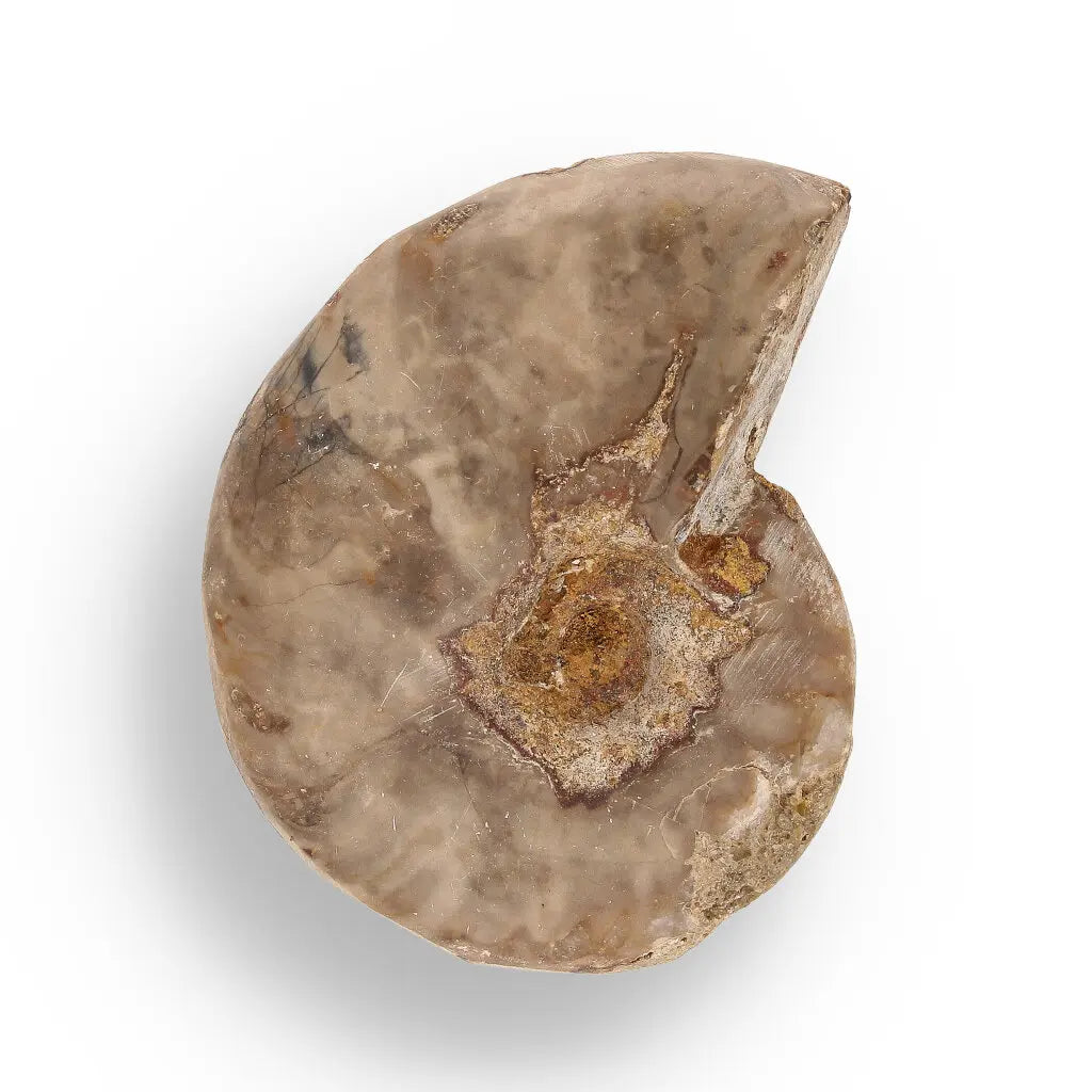 Get your Fossil Hunter’s Treasure Box – Real Shark Tooth, Ammonite & More! online now or in store at Forever Gems in Franschhoek, South Africa