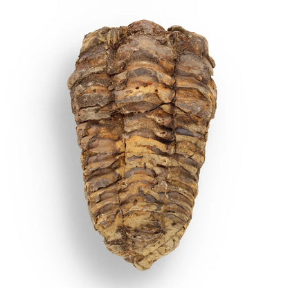 Get your Fossil Hunter’s Treasure Box – Real Shark Tooth, Ammonite & More! online now or in store at Forever Gems in Franschhoek, South Africa