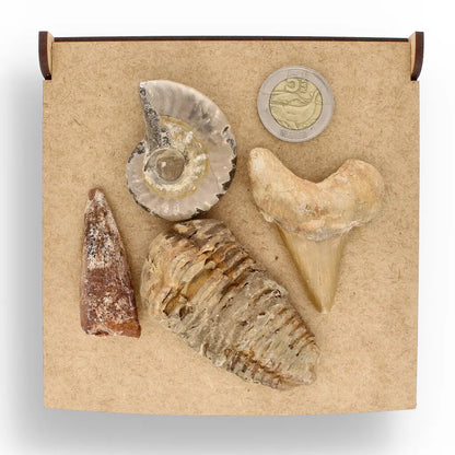 Get your Fossil Hunter’s Treasure Box – Real Shark Tooth, Ammonite & More! online now or in store at Forever Gems in Franschhoek, South Africa