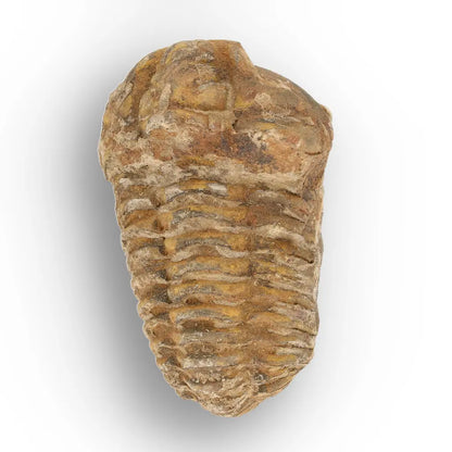 Get your Calymene Trilobite Fossil – Prehistoric Marine Icon from Morocco online now or in store at Forever Gems in Franschhoek, South Africa