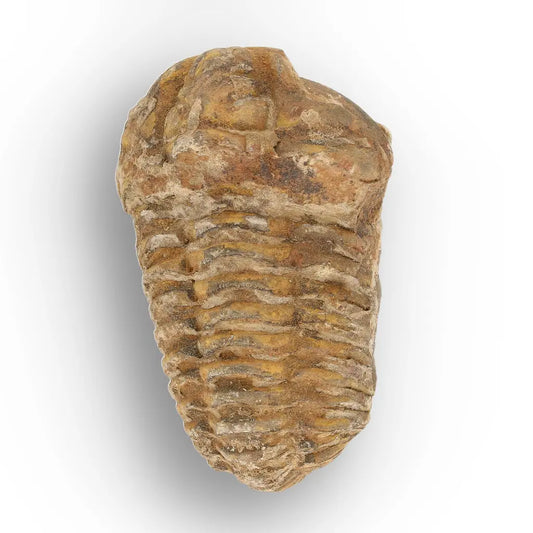 Get your Calymene Trilobite Fossil – Prehistoric Marine Icon from Morocco online now or in store at Forever Gems in Franschhoek, South Africa