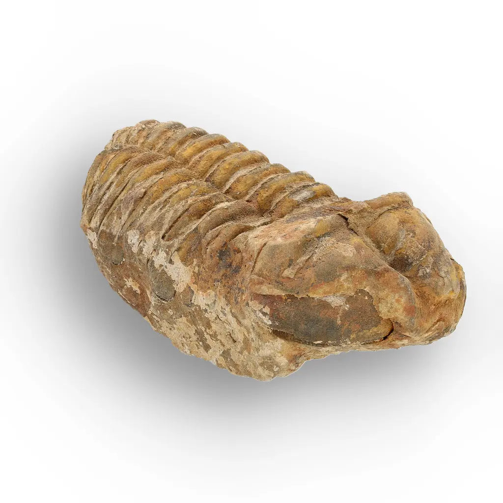 Get your Calymene Trilobite Fossil – Prehistoric Marine Icon from Morocco online now or in store at Forever Gems in Franschhoek, South Africa