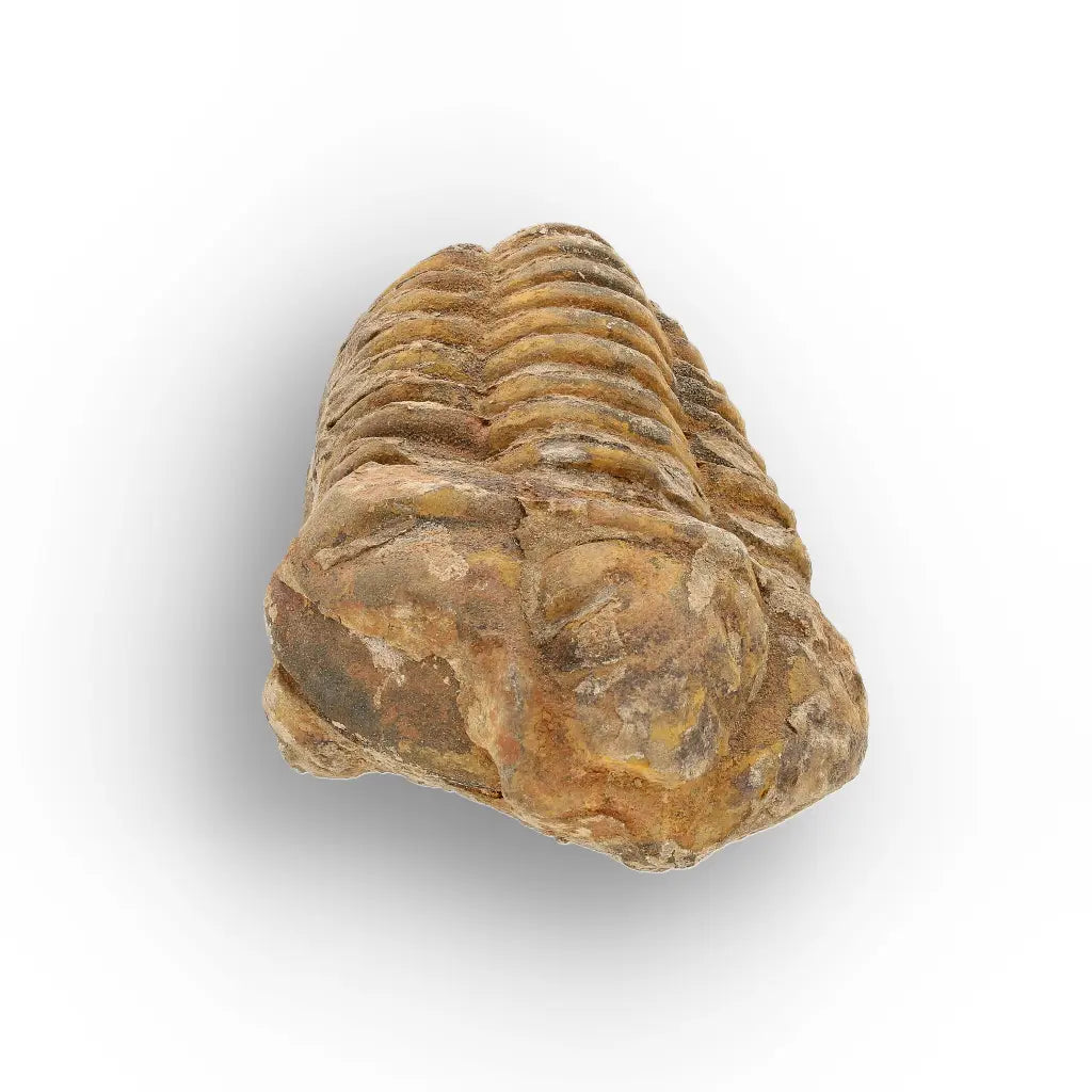 Get your Calymene Trilobite Fossil – Prehistoric Marine Icon from Morocco online now or in store at Forever Gems in Franschhoek, South Africa