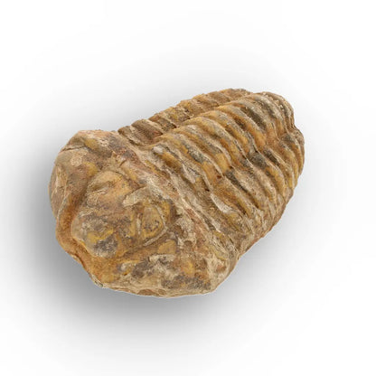 Get your Calymene Trilobite Fossil – Prehistoric Marine Icon from Morocco online now or in store at Forever Gems in Franschhoek, South Africa