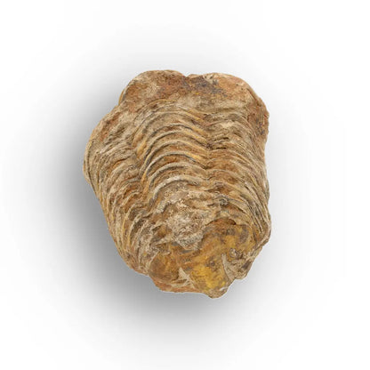 Get your Calymene Trilobite Fossil – Prehistoric Marine Icon from Morocco online now or in store at Forever Gems in Franschhoek, South Africa