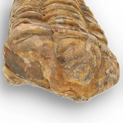 Get your Calymene Trilobite Fossil – Prehistoric Marine Icon from Morocco online now or in store at Forever Gems in Franschhoek, South Africa